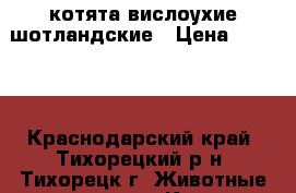 котята вислоухие шотландские › Цена ­ 2 500 - Краснодарский край, Тихорецкий р-н, Тихорецк г. Животные и растения » Кошки   
